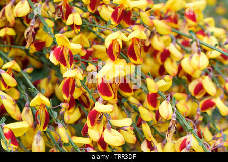 Close-up of dark red/yellow flowers of the deciduous shrub common broom, Cytisus scoparius f. andreanus Stock Photo