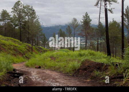 Cut pine logs in mountain landscape Stock Photo