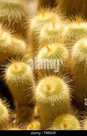 Close-up of the South American Lemon Ball cactus, also known as Golden Ball cactus and Yellow Tower cactus. Parodia leninghausii Stock Photo