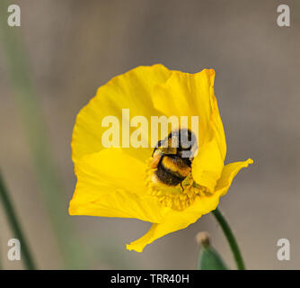 Bombus Lucorum, white tailed bumblebee, on a yellow welsh poppy. Stock Photo
