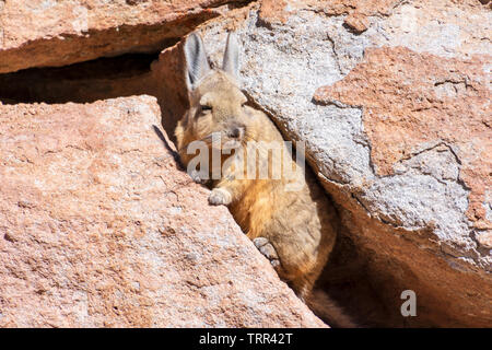 A Southern Viscacha from Bolivia. Stock Photo