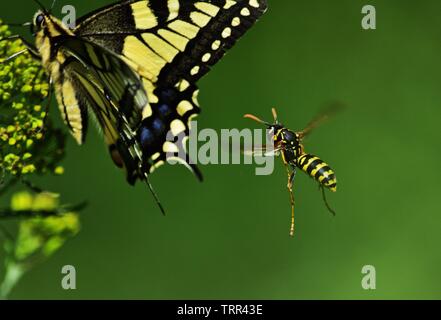 Paper wasp Polistes gallicus in flight scaring swallowtail butterfly Stock Photo