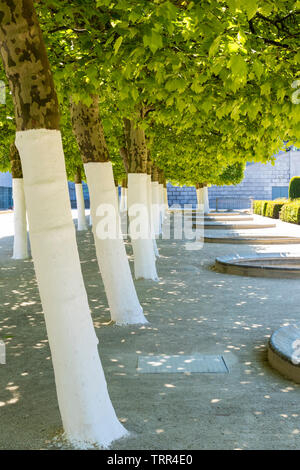 White painted tree trunks Mont des arts gardens Kunstberg Brussels Belgium Eu Europe Stock Photo