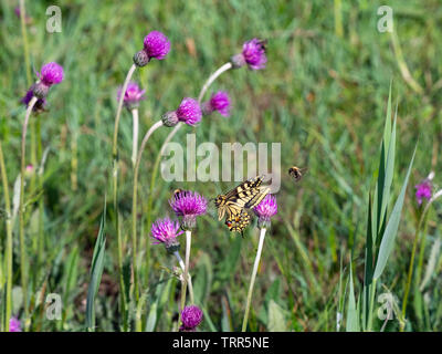 Swallowtail Butterfly Papilio machaon in Norfolk Broads Stock Photo