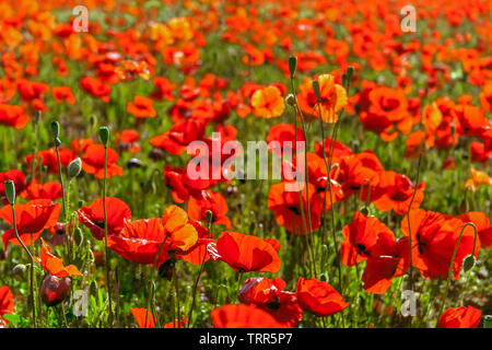 Bright red poppies during spring or summer. Poppy field, meadow or pasture. Stock Photo