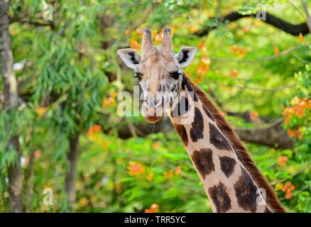 African even-toed ungulate mammals GIRAFFE Stock Photo