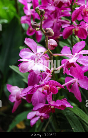 Insect visiting a beautiful Purple Pink Orchids at the National Orchid Garden, Singapore Botanic Gardens, Singapore, Asia Stock Photo