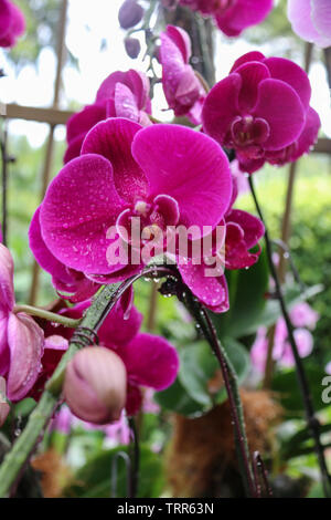 Beautiful Purple Pink Orchids at the National Orchid Garden, Singapore Botanic Gardens, Singapore, Asia Stock Photo