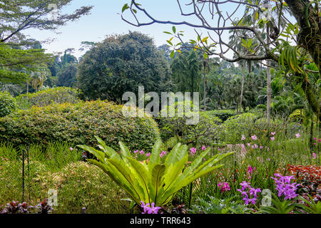Tropical view at the National Orchid Garden, Singapore Botanic Gardens, Singapore, Asia Stock Photo