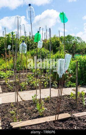 Plastic bottles and canes used to scare off birds and insects and protect growing plants in a garden, Kilwinning, Eglington Growers, Scotland, Stock Photo
