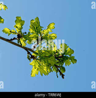 New growth of spring leaves on oak tree Stock Photo
