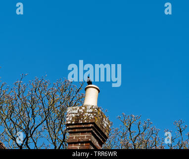 Jackdaw on a chimney Stock Photo