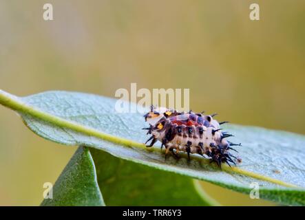 A juvenile ladybug has molted its exoskeleton on a leaf and transforming into a pupa. Soon it will hatch and become an adult ladybug. Stock Photo