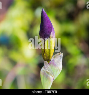 A macro shot of a purple bearded iris flower bud. Stock Photo