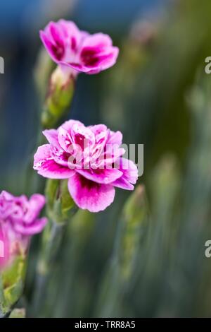 Dianthus ‘EverLast Burgundy Blush’ Stock Photo