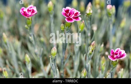 Dianthus ‘EverLast Burgundy Blush’ Stock Photo