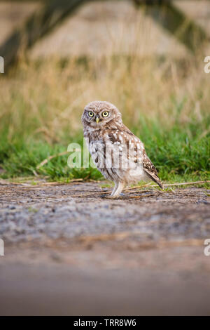 Early morning sunrise with Little owl sitting on the ground watching what's going on in the farmers field. Stock Photo