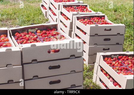 Strawberry harvest. An appetizing red strawberry with green tails lies in a carton box on the field. Crop Healthy Food Nutrition Vitamins Stock Photo