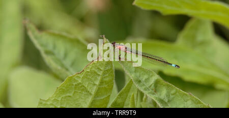 Blue-tailed Damselfly Stock Photo