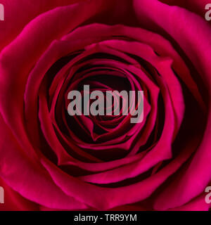 A macro shot of a dark red rose. Stock Photo