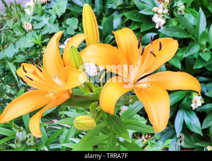 Lilies growing in the flowerbed close-up