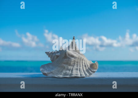 Conch shell whitened by the sun on a wooden ramp in front of the Caribbean Sea in Little Cayman Stock Photo