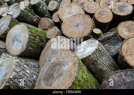 Wood storage with disordered tree trunks Stock Photo