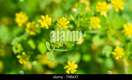 A macro shot of some lesser trefoil blooms. Stock Photo