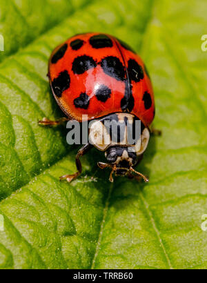 Ladybird, Harlequin ladybird, wildlife on a leaf in a British Woodland, Stock Photo