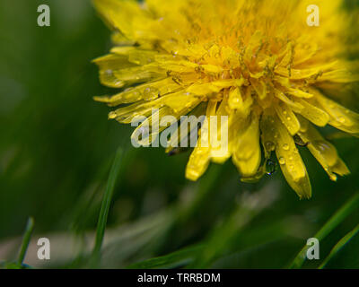 Raindrops on flower Stock Photo