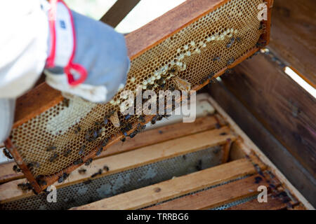 Beekeeper is working with bees and beehives on the apiary. Stock Photo