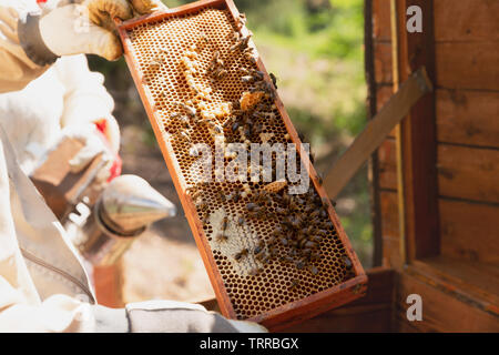 Beekeeper is working with bees and beehives on the apiary. Stock Photo