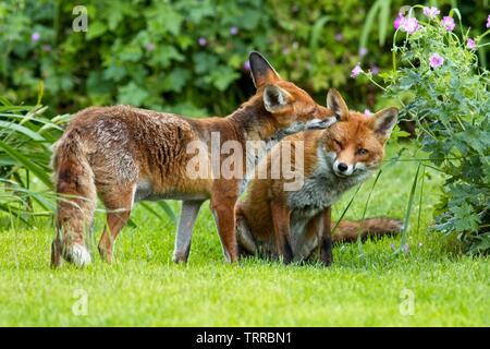 11th Jun 2019. This is the adorable moment a female Red fox (Vulpes vulpes) groomed her mate this evening in East Sussex. The foxes are regular visitors to the garden and often bring their two cubs with them.East Sussex,UK.Credit: Ed Brown/Alamy Live News Stock Photo