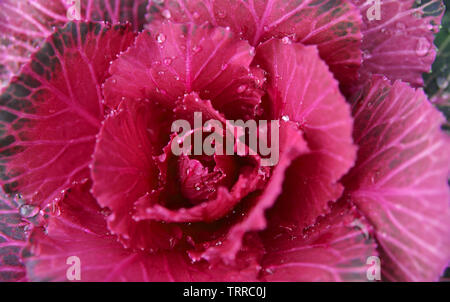 Blossom of a red green cabbage photographed from above Stock Photo