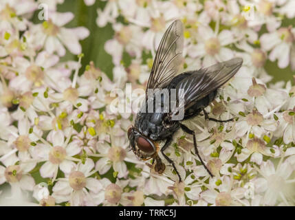Flack Flesh Fly, Fly , British Wildlife, Insect on a Chervil Flower in Spring Stock Photo