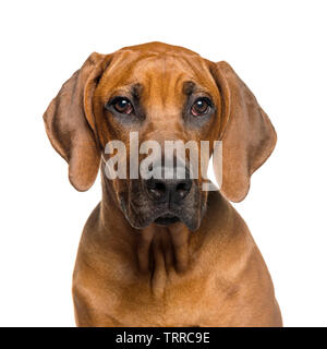 Rhodesian Ridgeback, 5 months old, in front of white background Stock Photo