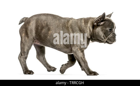 running French Bulldog, 3 months old, in front of white background Stock Photo