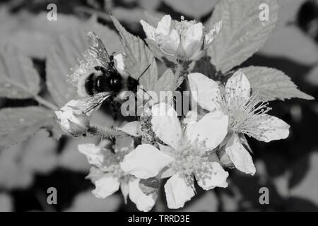 Bumble Bee on Bramble Flower Stock Photo