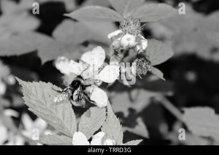 Bumble Bee on Bramble Flower Stock Photo