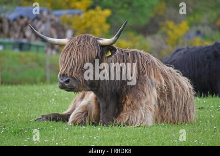 Highland Cattle in Field, Highlands of Scotland Stock Photo