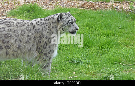 Snow Leopard - in Enclosure - Portrait Stock Photo