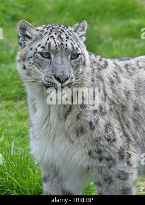 Snow Leopard - in Enclosure - Portrait Stock Photo