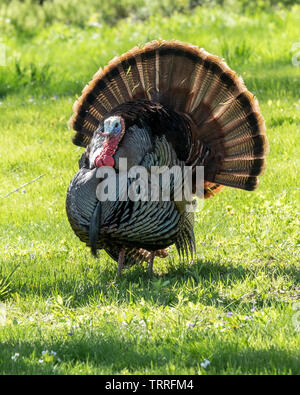 Tom turkey displaying Stock Photo