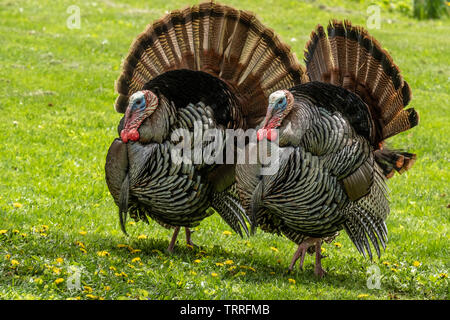 Tom turkey displaying Stock Photo