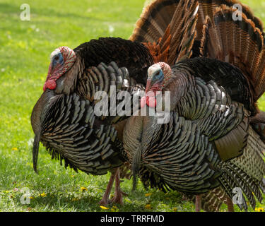 Tom turkey displaying Stock Photo