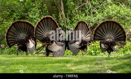 Four Tom Turkeys Displaying for the female wild turkeys Stock Photo