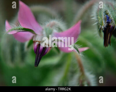Pink borage flower  (Borago officinalis) in the garden Stock Photo