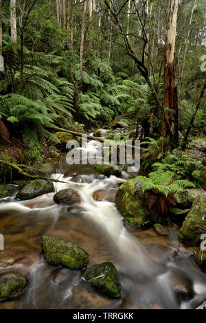 Fast flowing river surrounded by tree ferns and tall trees. Stock Photo