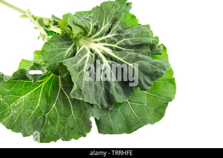 Collard, or Couve Galega in Portugal, is a cultivar of Brassica oleracea used to make the popular Portuguese soup Caldo Verde (Green Broth), in which Stock Photo