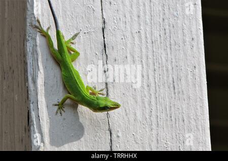 The green anole, the American chameleon. Stock Photo